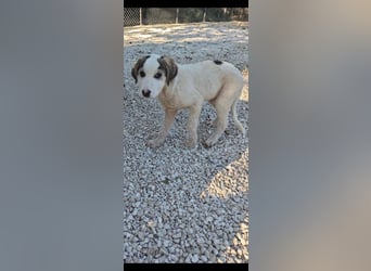 Lucy - kleines Hasenherz taut langsam auf