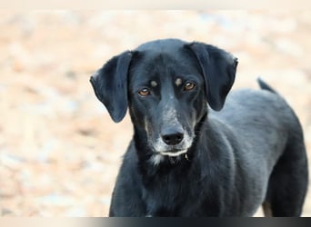 Ellie - unermüdliche Mama auf der Suche nach Schutz