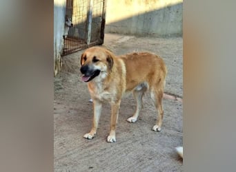 Ginger - der Schmusebär wartet schon so lange