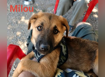 Milou - freut sich auf das Abenteuer Familie