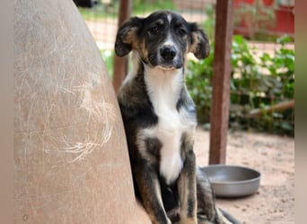 Vito - sanfter Traumhund in 54534 Karl
