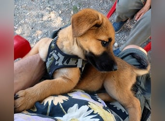 Milou - Lieblingsmensch gesucht
