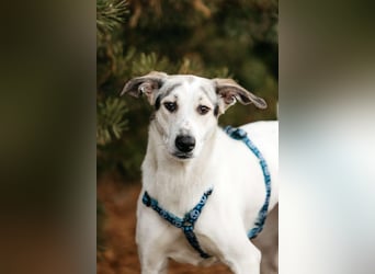 Freundliche Bimka sucht ihre Menschen