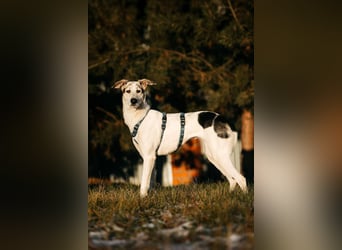 Freundliche Bimka sucht ihre Menschen