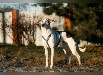 Freundliche Bimka sucht ihre Menschen