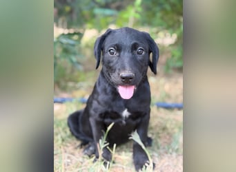 Jade - Fröhliche kleine Welpin sucht ihr Für-immer-Zuhause!