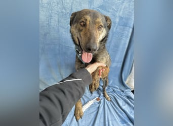 Camping - Sportlicher, verschmuster Begleiter sucht aktives Zuhause