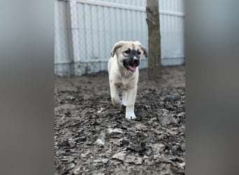 Nala - Ein kleiner Sonnenschein sucht Geborgenheit