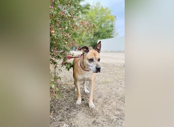 Godiva - Liebevolle Seniorin wartet auf ihr Happy-End