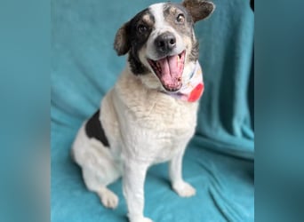 Kaspian - Sanfter Senior sucht liebevolles Zuhause zum Ankommen