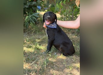 Jasper Kleiner Entdecker sucht liebevolles Zuhause!