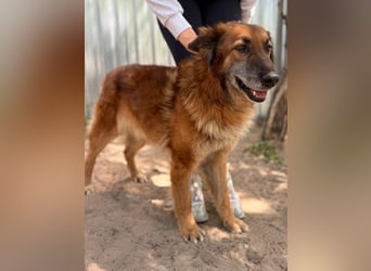 Gerad Sanfter Hundesenior sucht Partner für die besten Jahre