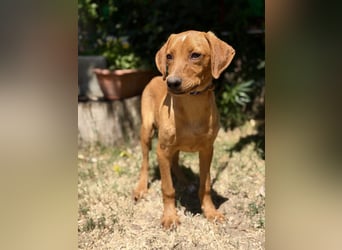 Remi (Remig) Ein fröhlicher Sonnenschein sucht seine Herzensmenschen