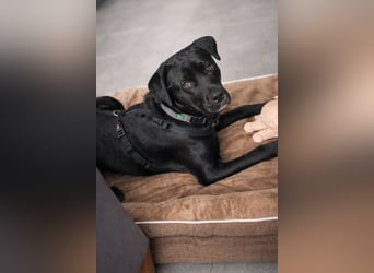 Nox (Horac) - Sanfter Vierbeiner sucht liebevolles Zuhause