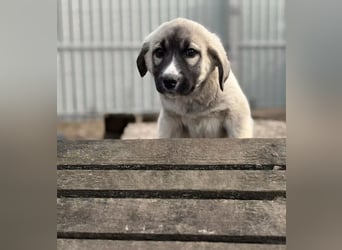 Nils - Herzenshund wartet auf sein Ticket ins Glück