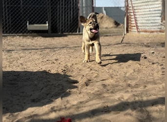 Nalani - Verspieltes Hundemädchen auf Familiensuche