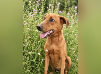 Trixie - Treue Hundeseele sucht ihre zweite Chance