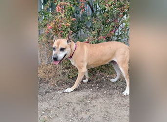Godiva - Liebevolle Seniorin wartet auf ihr Happy-End