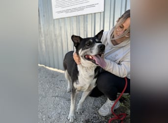 Mizso Kämpferherz mit ganz viel Liebe