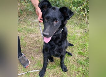 Ziza -Hübsche Hündin auf der Suche nach ihrem Glück