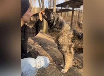 Naya - Süße Herdenschutzhündin sucht erfahrene Menschen