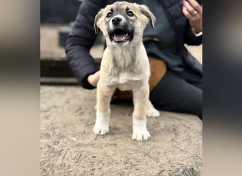 Neela - Kleine Neela sucht ihr großes Glück