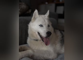 Remus - Wunderschöner Husky-Mix Rüde, 5 Jahre alt, freundlich, in 39112 Magdeburg