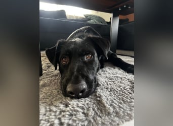 Ouzo - ausgeglichener Rüde sucht einfühlsames Zuhause