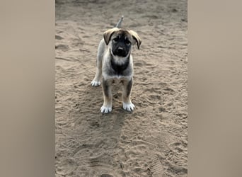 Nacho - Verspielter Welpenjunge möchte die Welt entdecken
