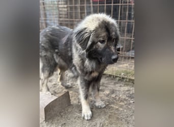 Naya - Süße Herdenschutzhündin sucht erfahrene Menschen