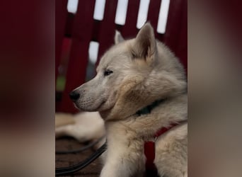 Remus - Wunderschöner Husky-Mix Rüde, 5 Jahre alt, freundlich, in 39112 Magdeburg