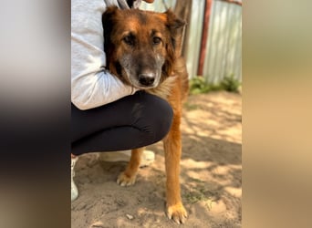 Gerad Sanfter Hundesenior sucht Partner für die besten Jahre