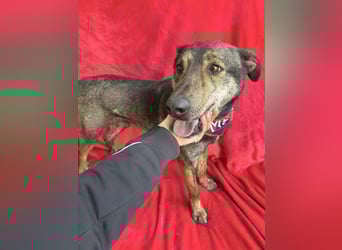 Camping - Sportlicher, verschmuster Begleiter sucht aktives Zuhause