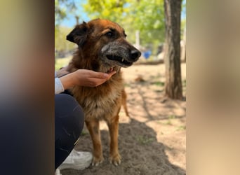 Gerad Sanfter Hundesenior sucht Partner für die besten Jahre