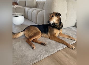 Keks - Freundlicher Rüde auf der Suche nach seiner Familie !