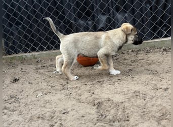Nacho - Verspielter Welpenjunge möchte die Welt entdecken