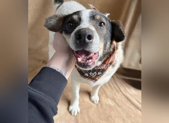 Kaspian - Sanfter Senior sucht liebevolles Zuhause zum Ankommen