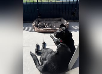 Ouzo - ausgeglichener Rüde sucht einfühlsames Zuhause