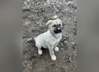 Nala - Ein kleiner Sonnenschein sucht Geborgenheit