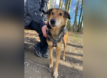 Keks - Freundlicher Rüde auf der Suche nach seiner Familie !