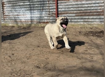 Nala - Ein kleiner Sonnenschein sucht Geborgenheit