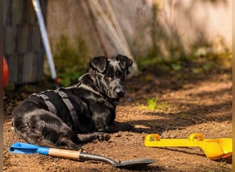 Rosi - wunderschöne Labradormix Hündin, 3 Jahre alt