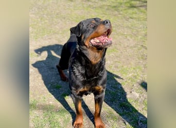 Baro - Sanfter Rottweilermix sucht sein Glück