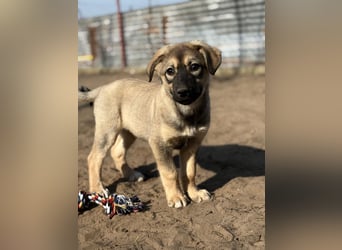 Nalani - Verspieltes Hundemädchen auf Familiensuche