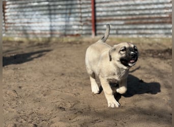 Nala - Ein kleiner Sonnenschein sucht Geborgenheit