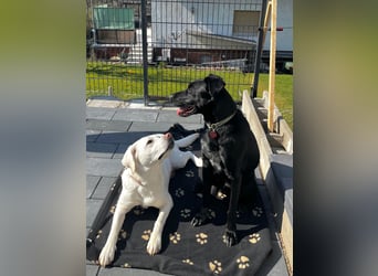 Ouzo - ausgeglichener Rüde sucht einfühlsames Zuhause