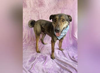 Camping - Sportlicher, verschmuster Begleiter sucht aktives Zuhause