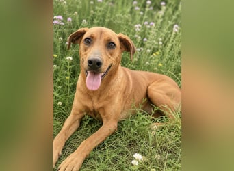 Trixie - Treue Hundeseele sucht ihre zweite Chance