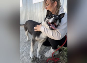 Mizso Kämpferherz mit ganz viel Liebe