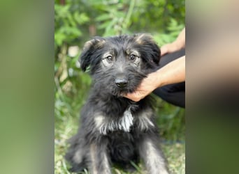 Moana Welpin sucht einfühlsame Menschen und Geborgenheit!